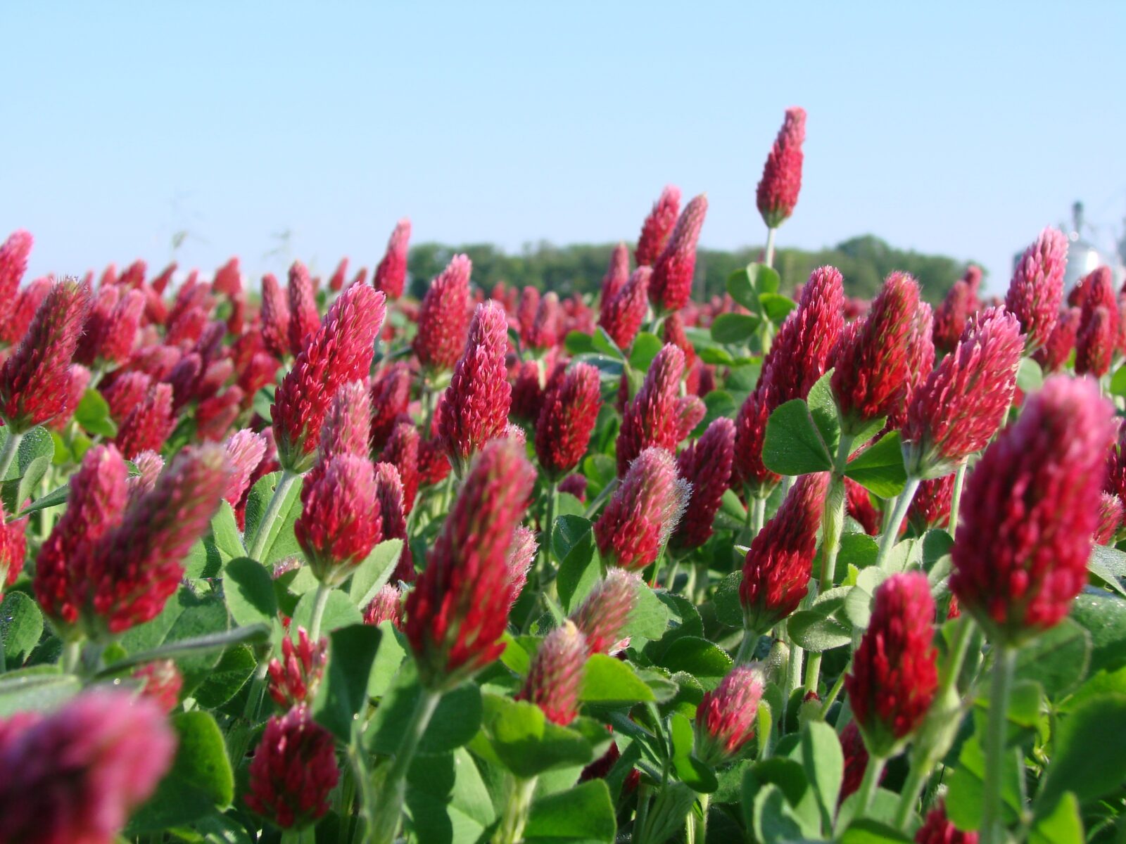 Crimson Clover