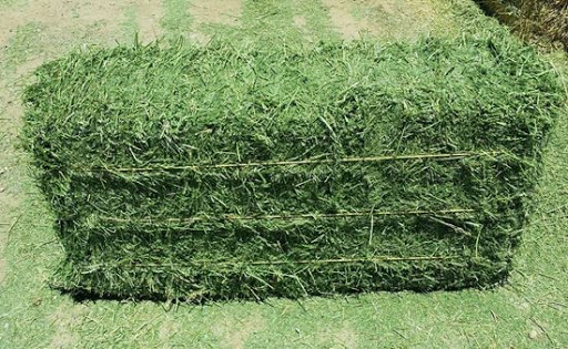Hay – Alfalfa