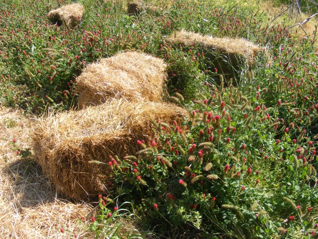 Hay – Crimson Clover