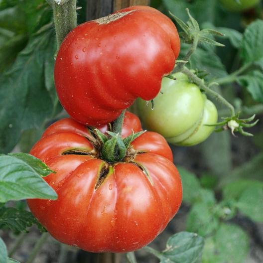 Tomato – Mortgage Lifter
