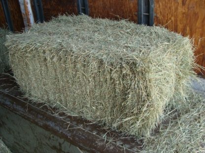 Hay - Coastal Bermuda