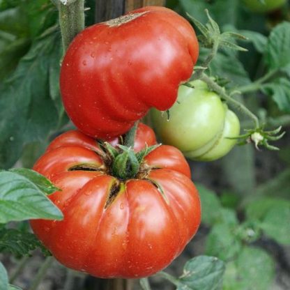 Tomato - Mortgage Lifter